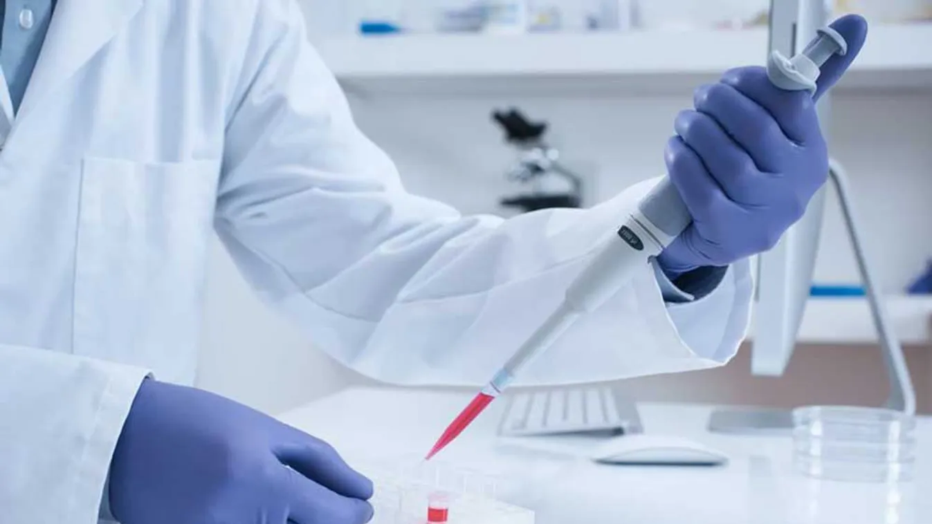 Idős nőstényegerek reprodukciós képességét sikerült visszaállítani egy kísérletben