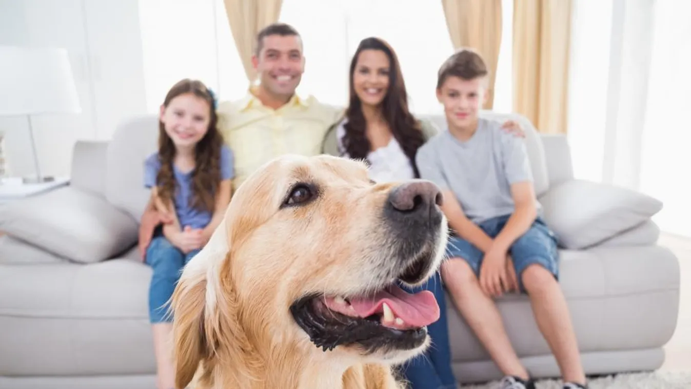 A kutya lakásban is lehet boldog