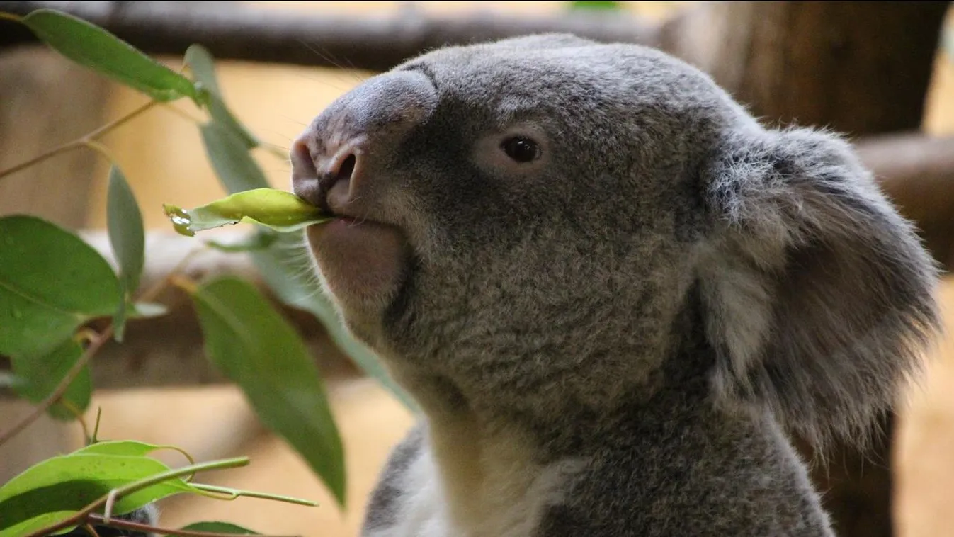 Canberrában luxuskörülmények között gondoskodnak a kimentett koalákról
