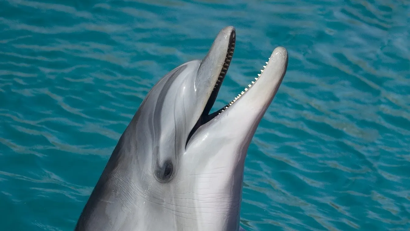 Kiderült, tényleg járt-e hattyú és delfin Velencében