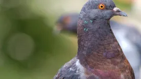 Papagájkórt kaphat a városi galambtól