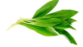 Ezért a medvehagyma a legjobb tavaszi vitaminbomba