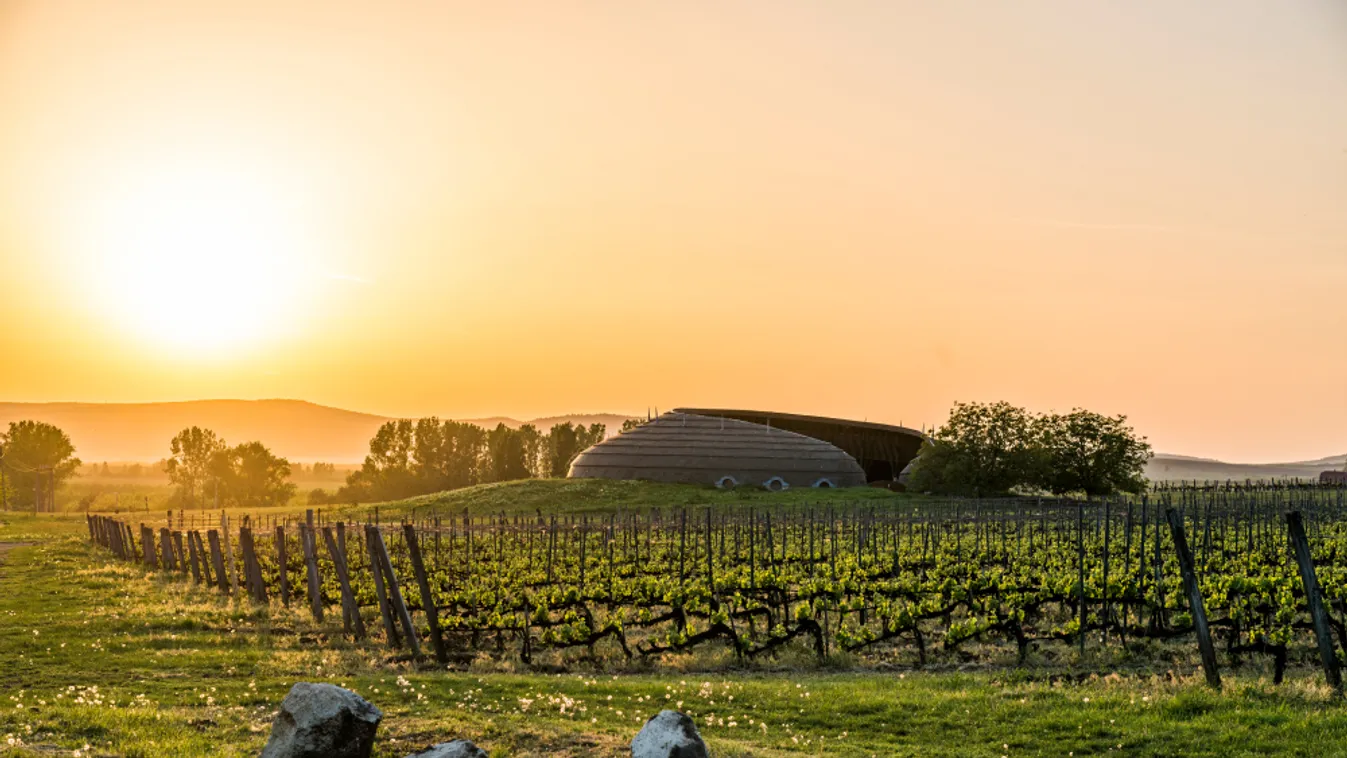 Tokaji Árverés nem lesz, de dűlőtúra és fotókiállítás igen!