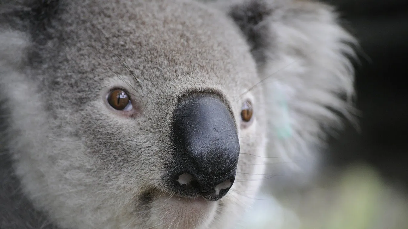 Négy hónap alatt két koala is elpusztult a zürichi állatkertben
