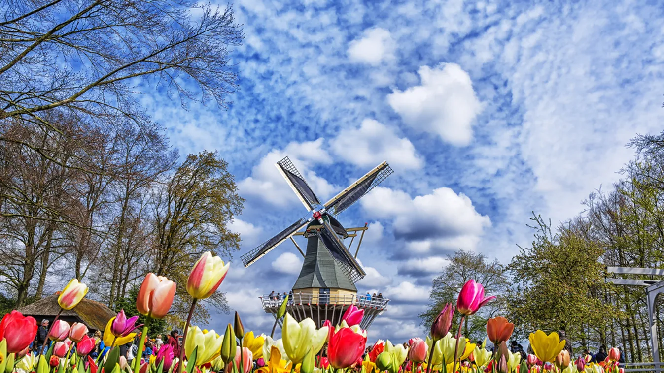 A kanapéról csodálhatjuk Hollandia tulipánmezőit