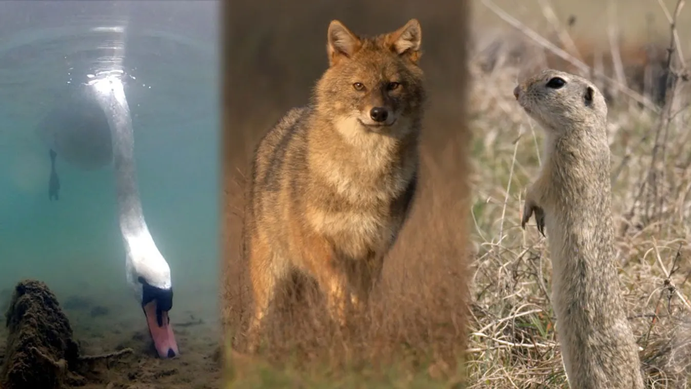 Ingyenesen nézhet díjnyertes magyar természetfilmeket
