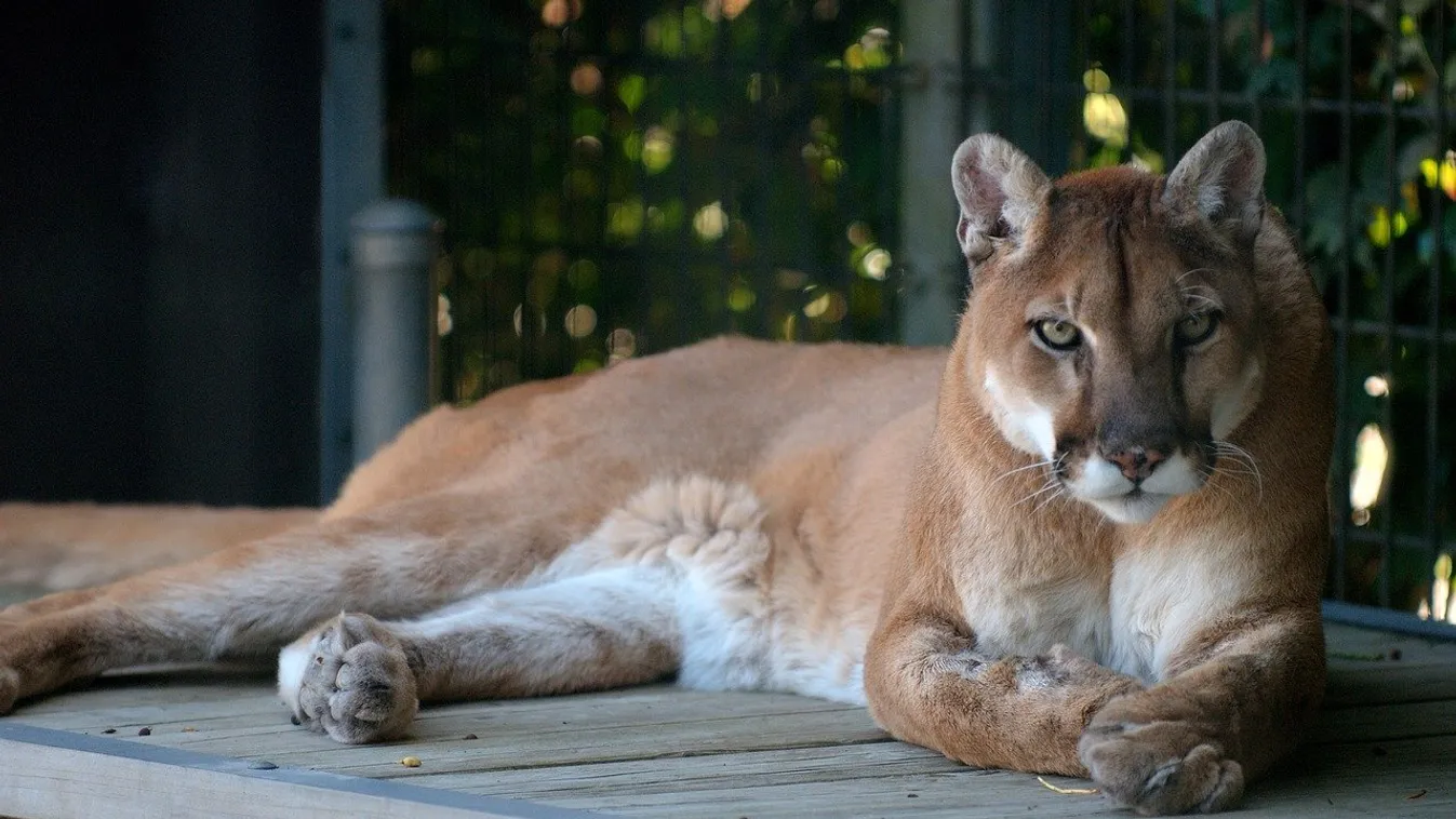 Éhes puma portyázott a városban kijárási tilalom idején