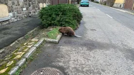 Emberek közé vágyott egy hód Sátoraljaújhelyen