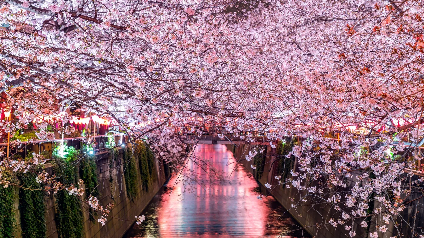 Japánban ez az év egyik legszebb időszaka - Teljes virágzásban a sakura