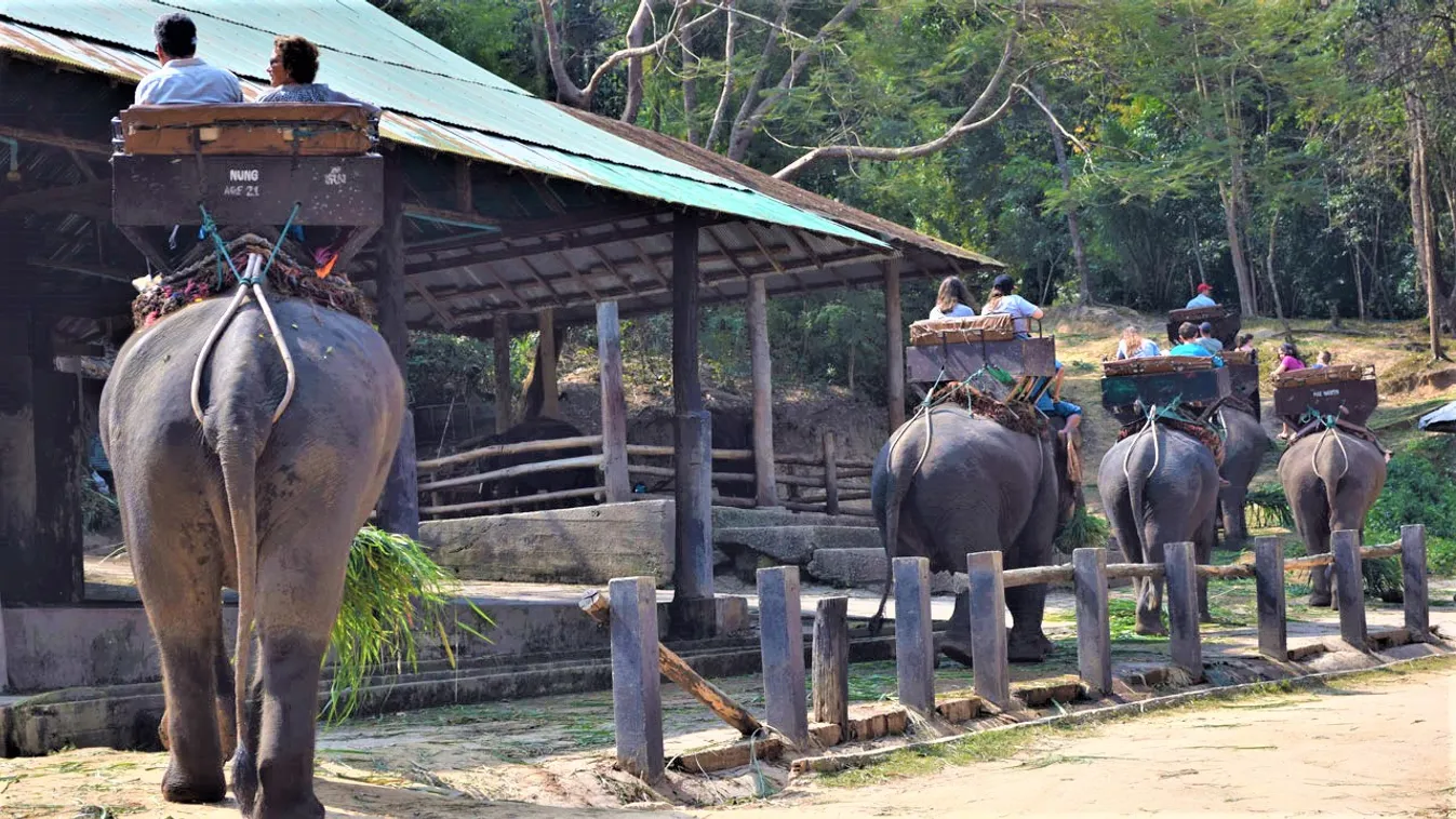 Szabadon engedik a turistákat fuvarozó elefántokat Thaiföldön