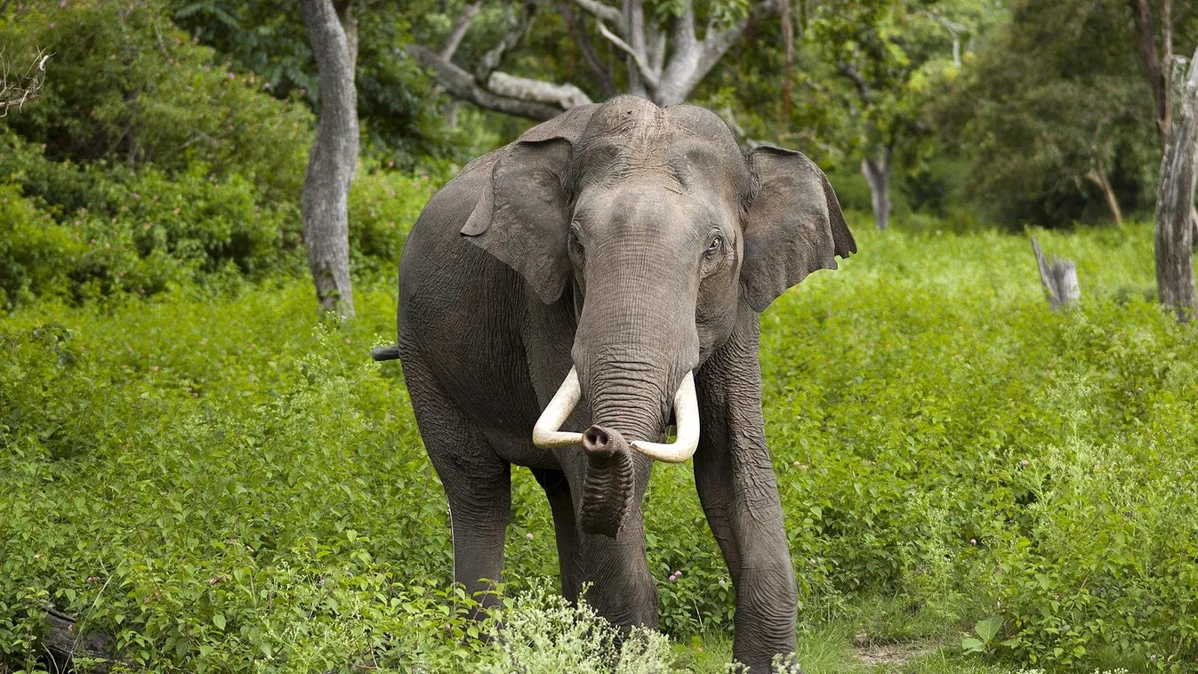 Megnyitott India első elefántbarát teafarmja