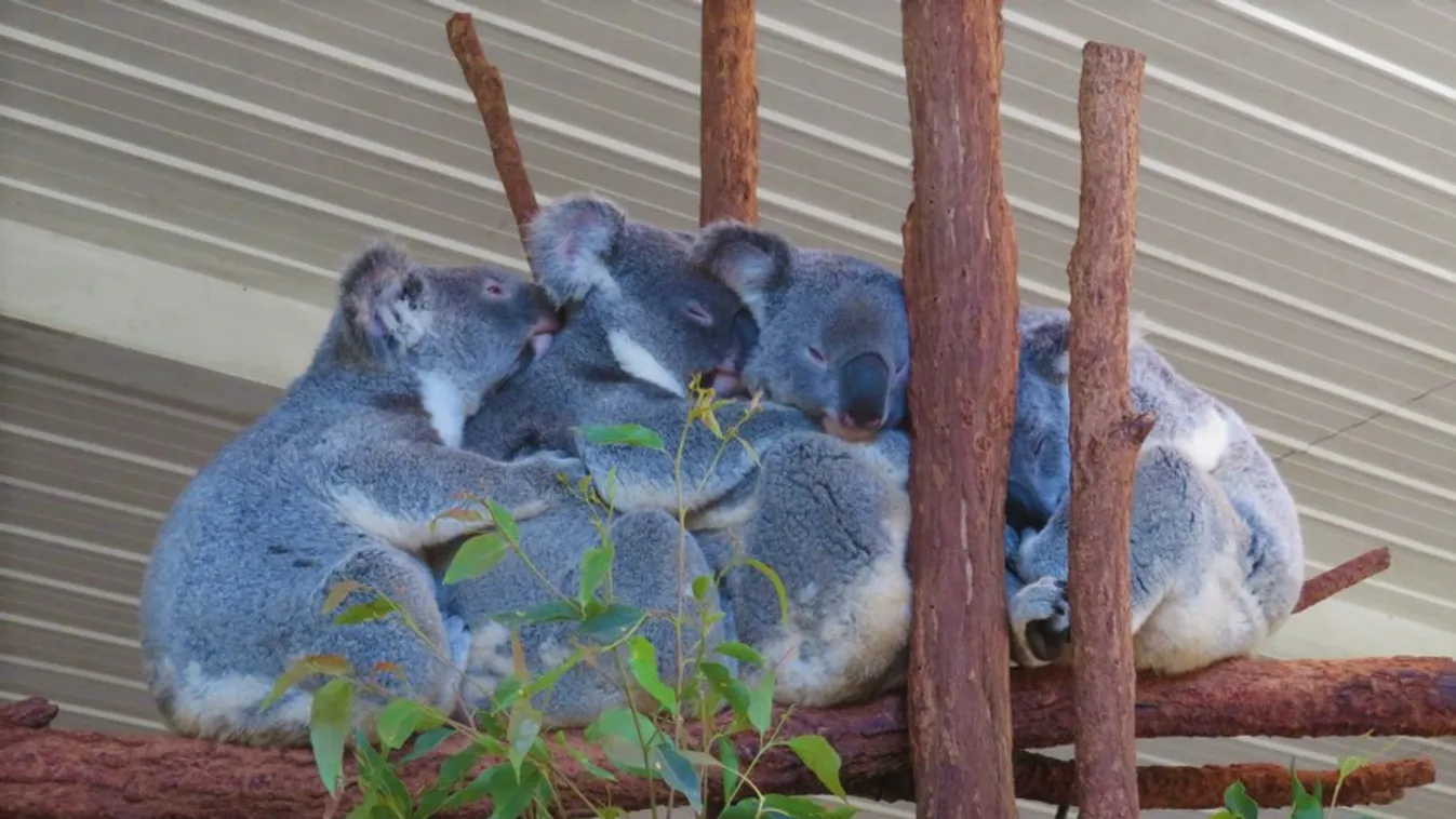 Ennél a koala közvetítésnél most nincs aranyosabb a neten