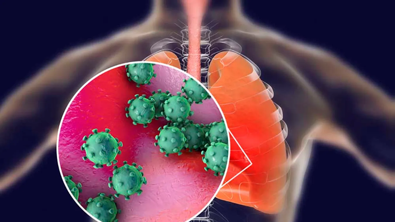 Koronavírus - Harminckét vírusminta teljes genetikai analízisét végezték el pécsi kutatók