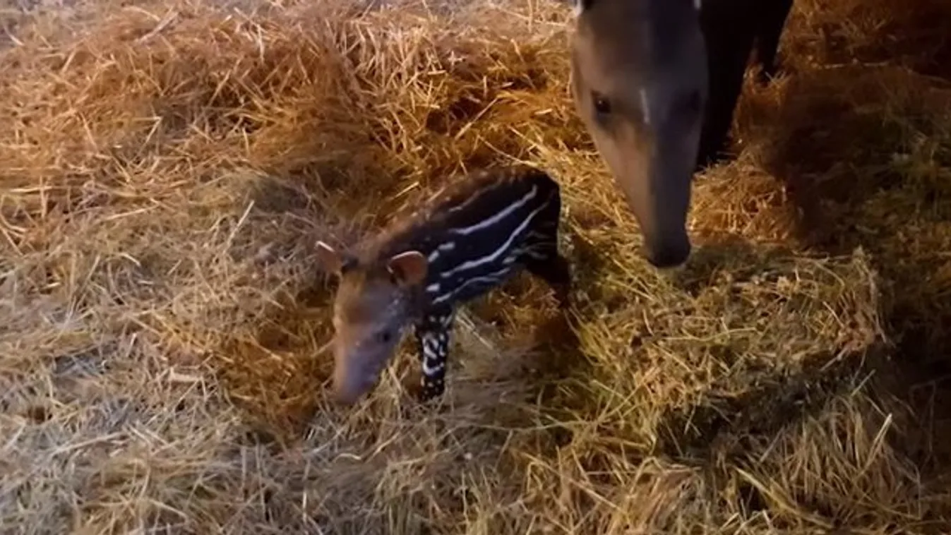 Nevezze el Ön az állatkert szupercuki tapírbébijét! videó