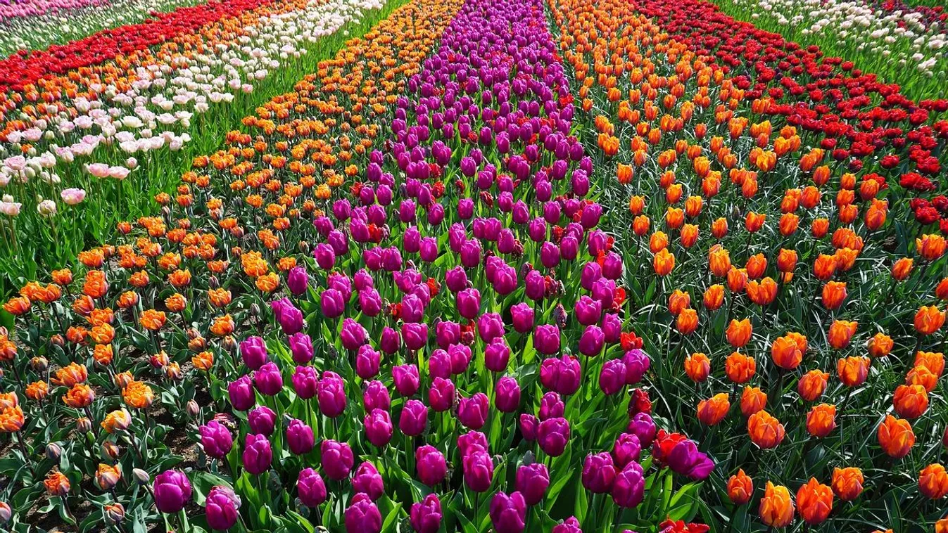 Szívhez szóló üzenetet küldött a turistáknak egy holland virágfarm