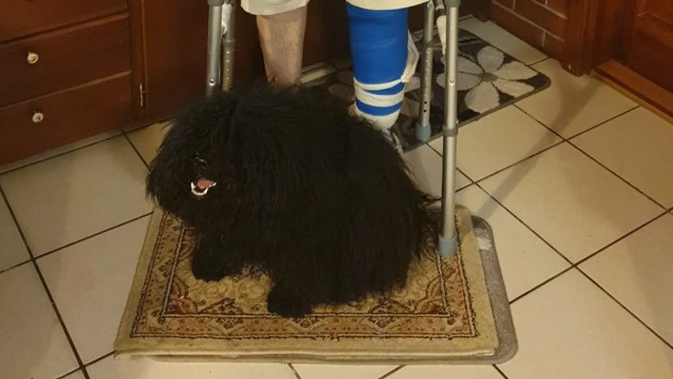 Buksi is ügyel a műtött Szántó Öcsi bácsira