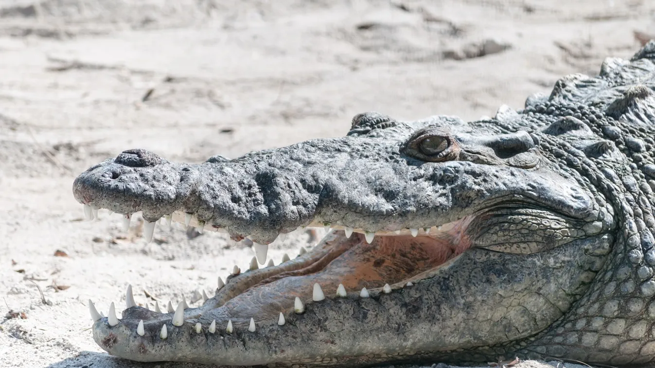 Krokodilok napoznak Mexikó strandján a turisták helyett