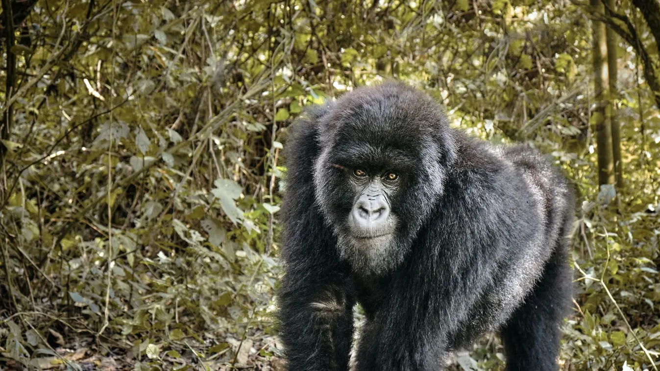 Az Eredet sztárja segít megmenteni a Virunga Nemzeti Parkot
