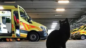 Egy fekete macska a fővárosi életmentők védelmezője