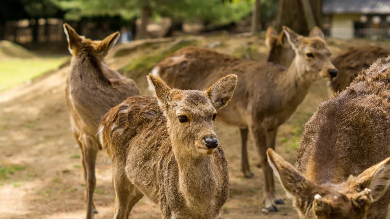 Ez a szarvasokkal teli japán park olyan, mint egy tündérmese