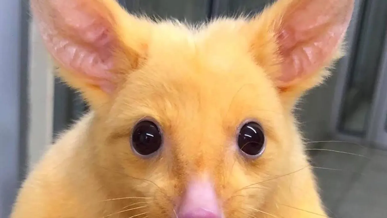 Egy csapásra az internet sztárja lett a Pikachura hasonlító erszényes