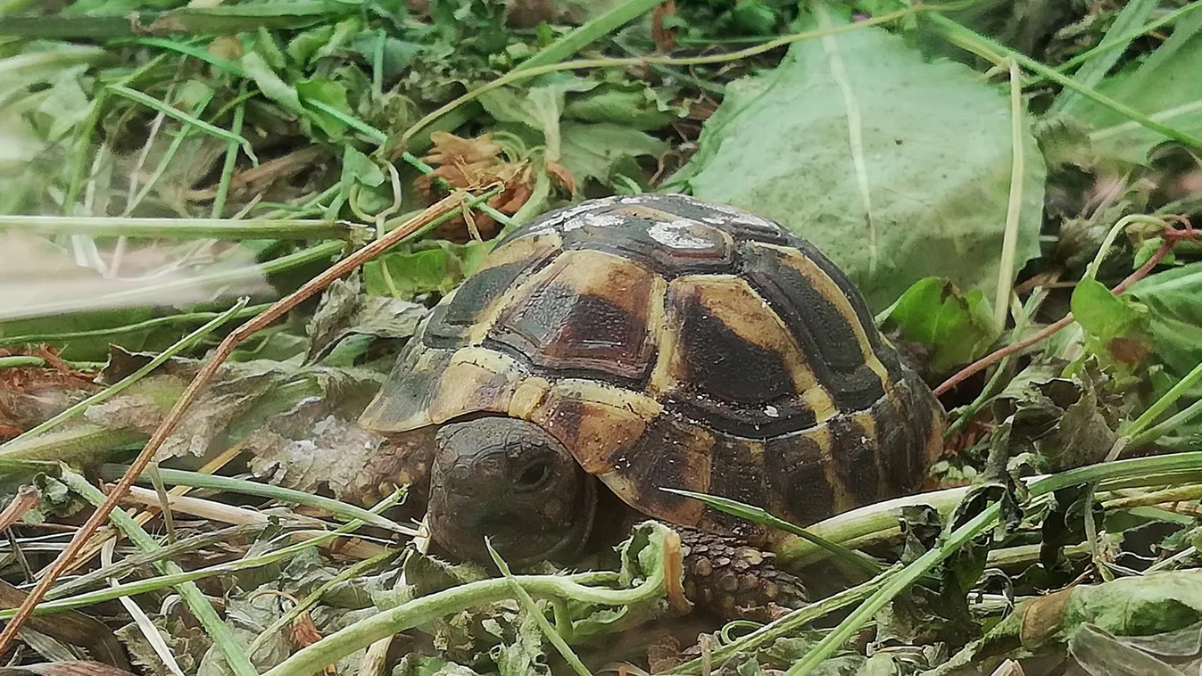 Magyarország első és egyetlen Teknős Parkjában hamarosan hemzsegnek a kis páncélosok