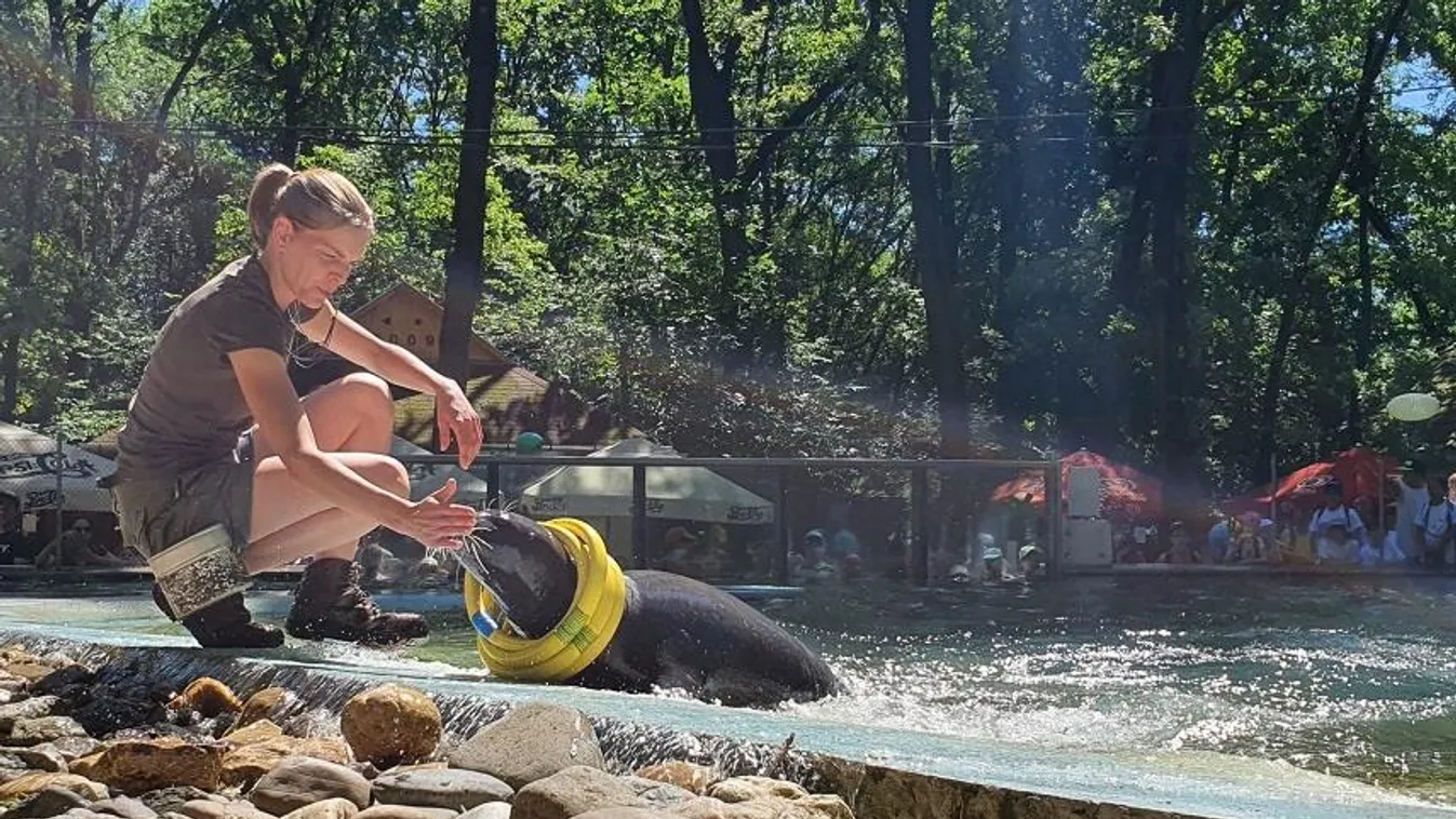 Új látványetetések és számos, frissen született kisállat várja a Szegedi Vadasparkban