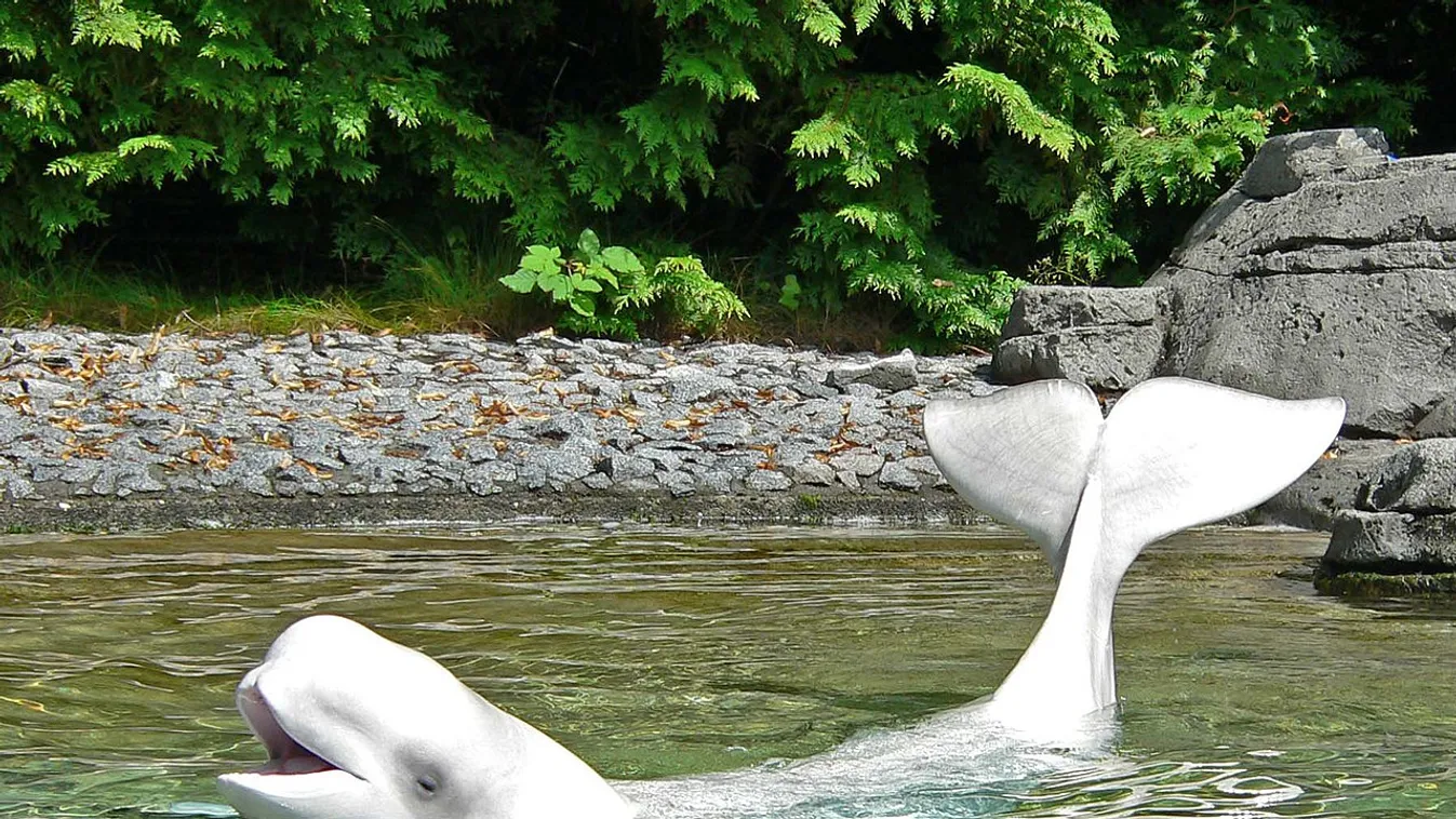 Nézze meg, hogyan töltik az idejüket a beluga delfinek a Hudson-öbölben