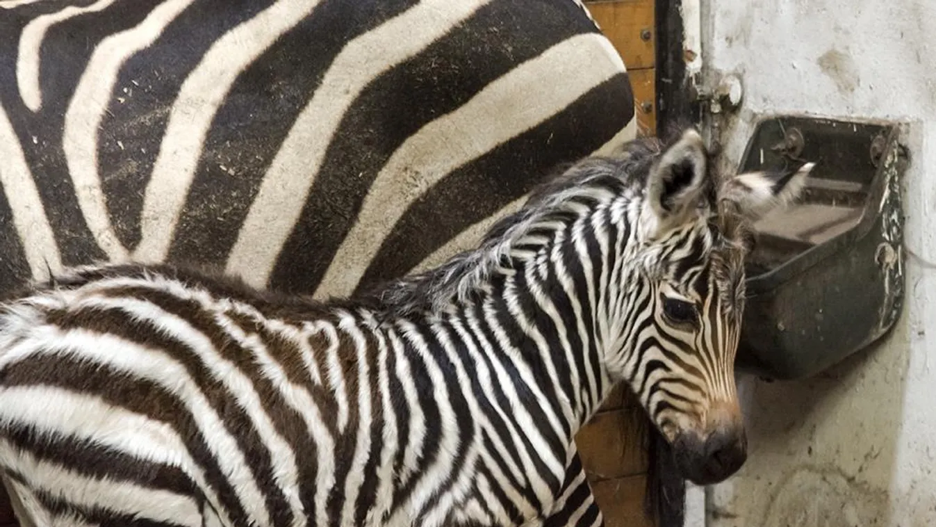 Megszületett az első szegedi zebra