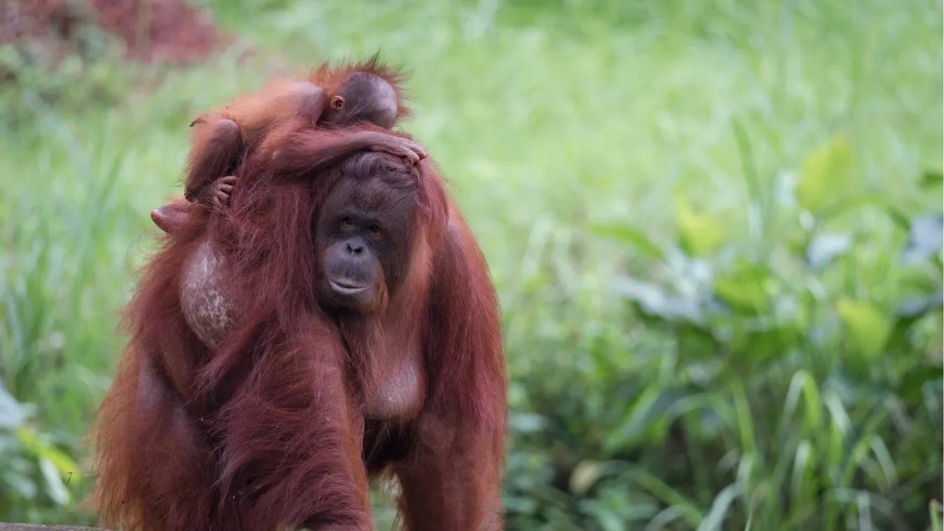 Nézzék, ez az első fotó a fővárosban született orangutánbébiről!