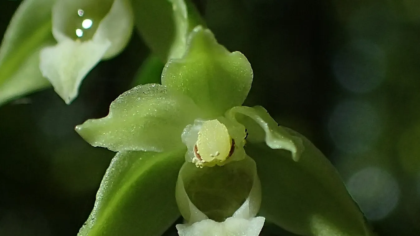 Nyílik Magyarország egyik legkisebb orchideája