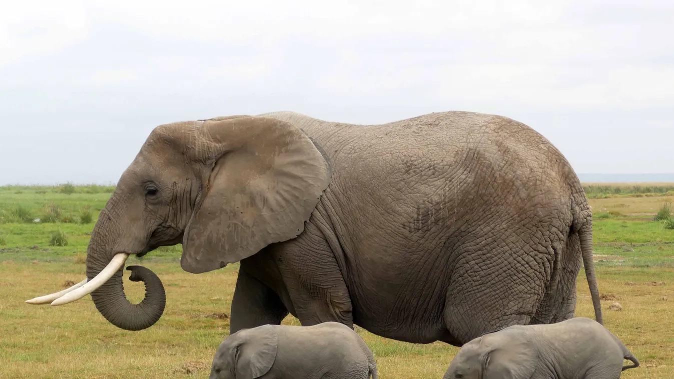 Rekordszámú elefántbébi született Kenyában a járvány idején