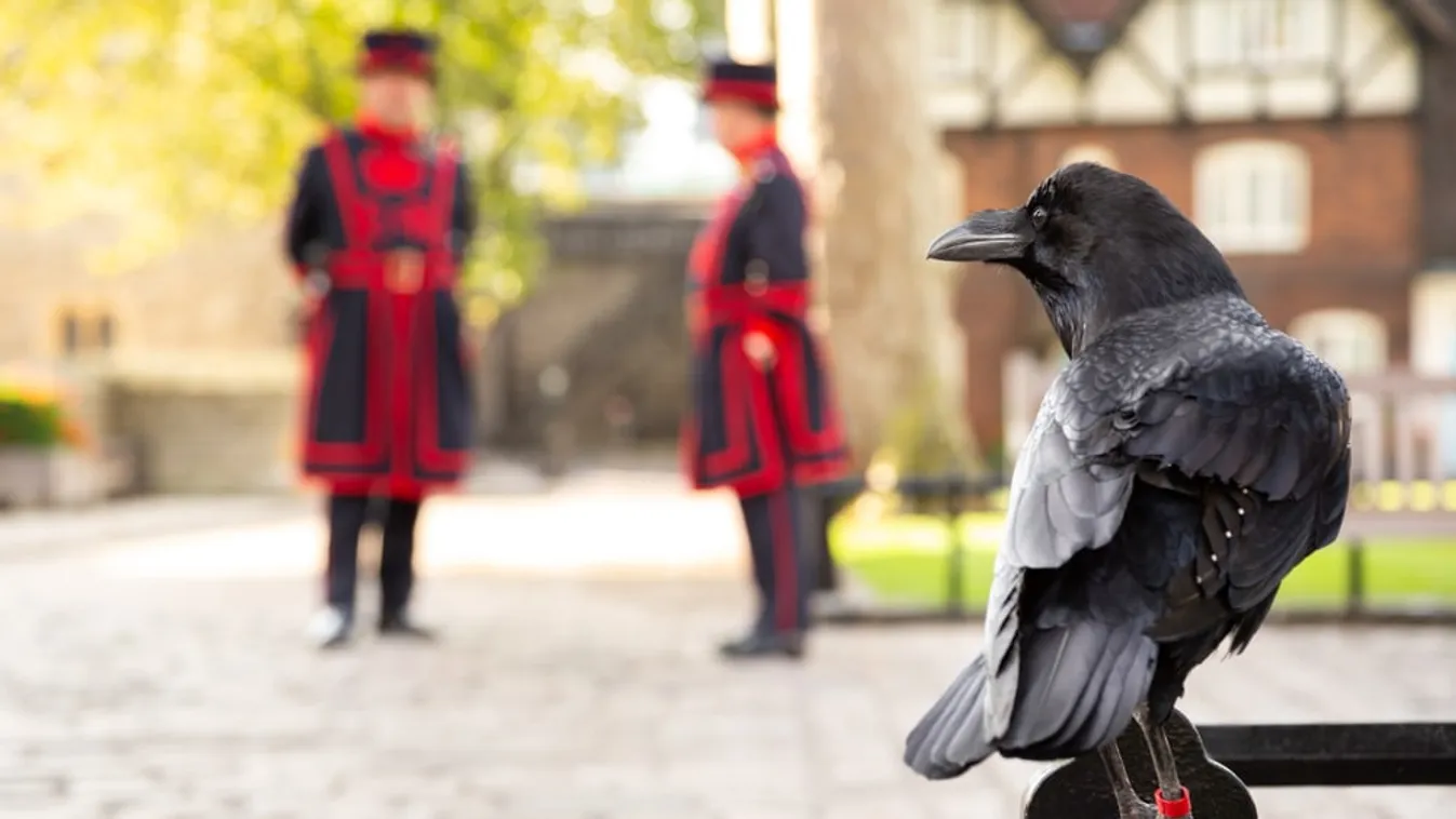 A londoni Tower legendás hollói labdáznak unalmukban