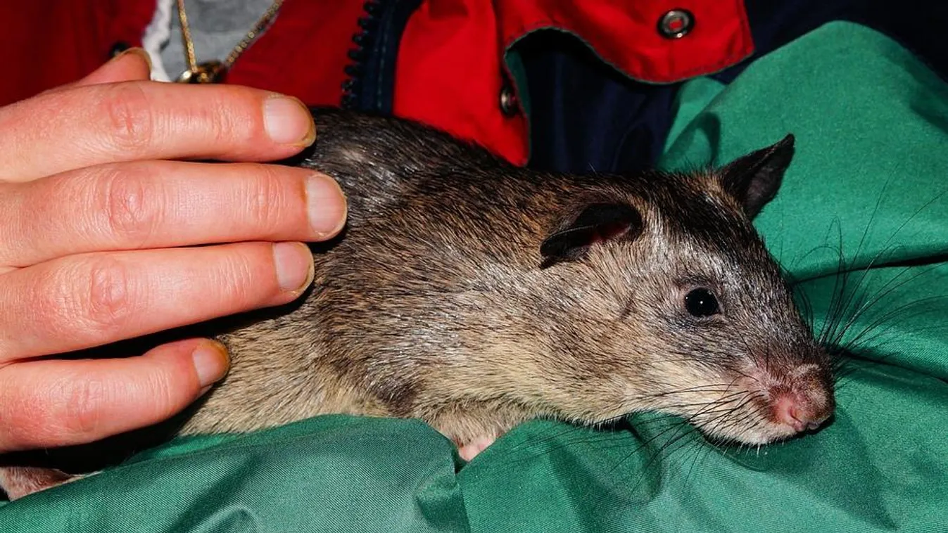 Patkányokat képeznének ki a koronavírus kiszagolására