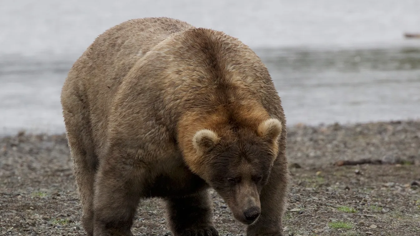 Keresik az alaszkai nemzeti park legpufókabb medvéjét