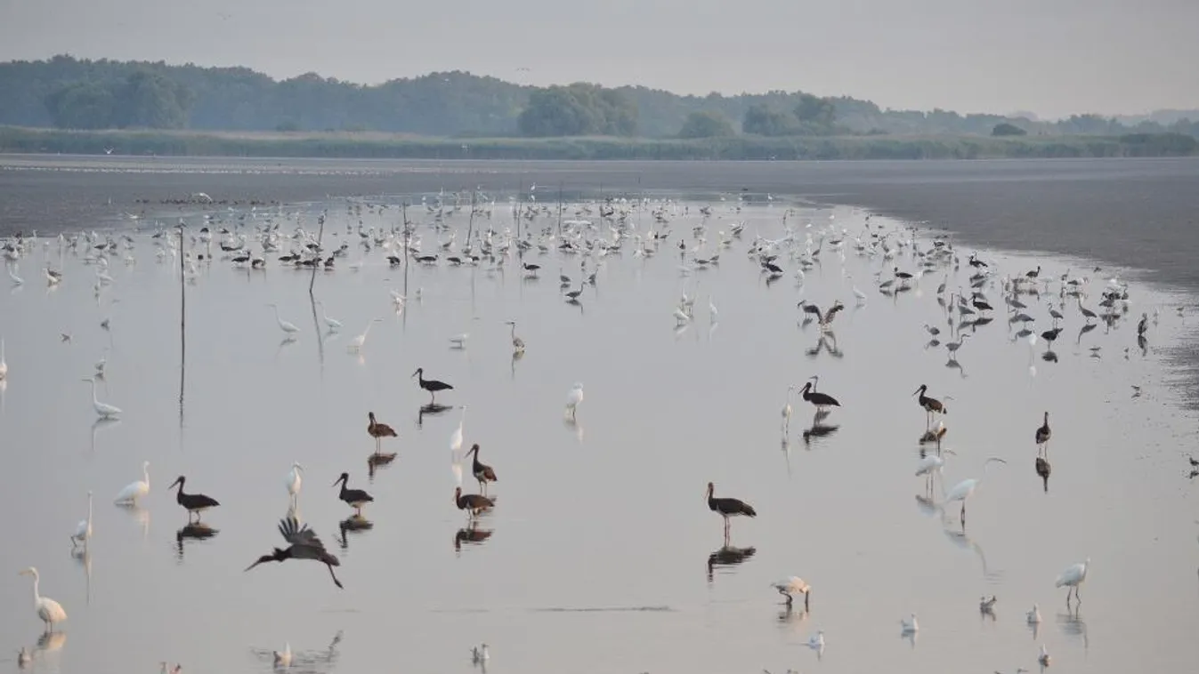 Már most nagy csapatokban bandáznak a fekete gólyák a Tisza mentén