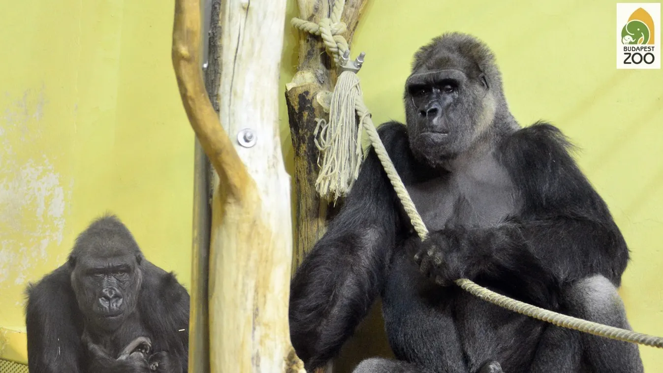 Szülinapi zsúrral ünnepelt a Budapesti Állatkert 40 éves gorillája