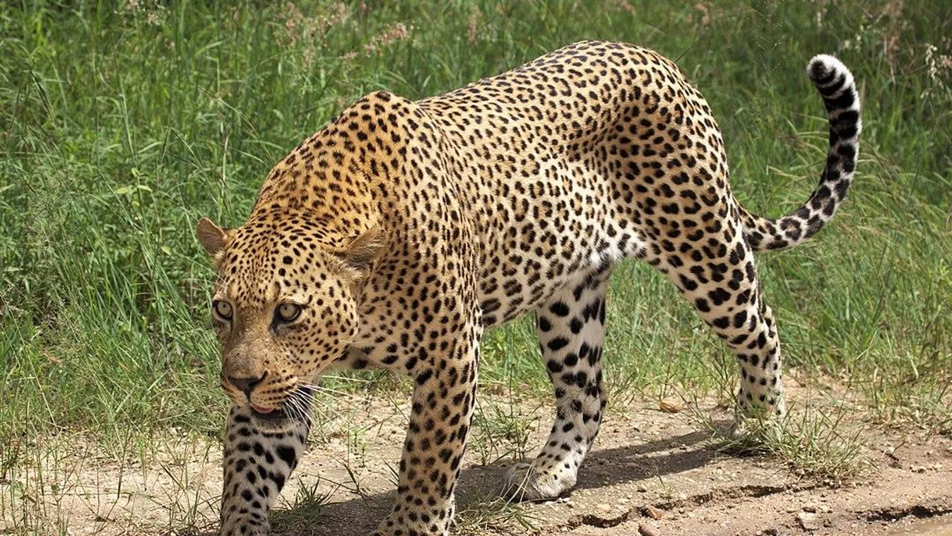Egy leopárd sétált be az étterembe, hogy reggelit keressen magának