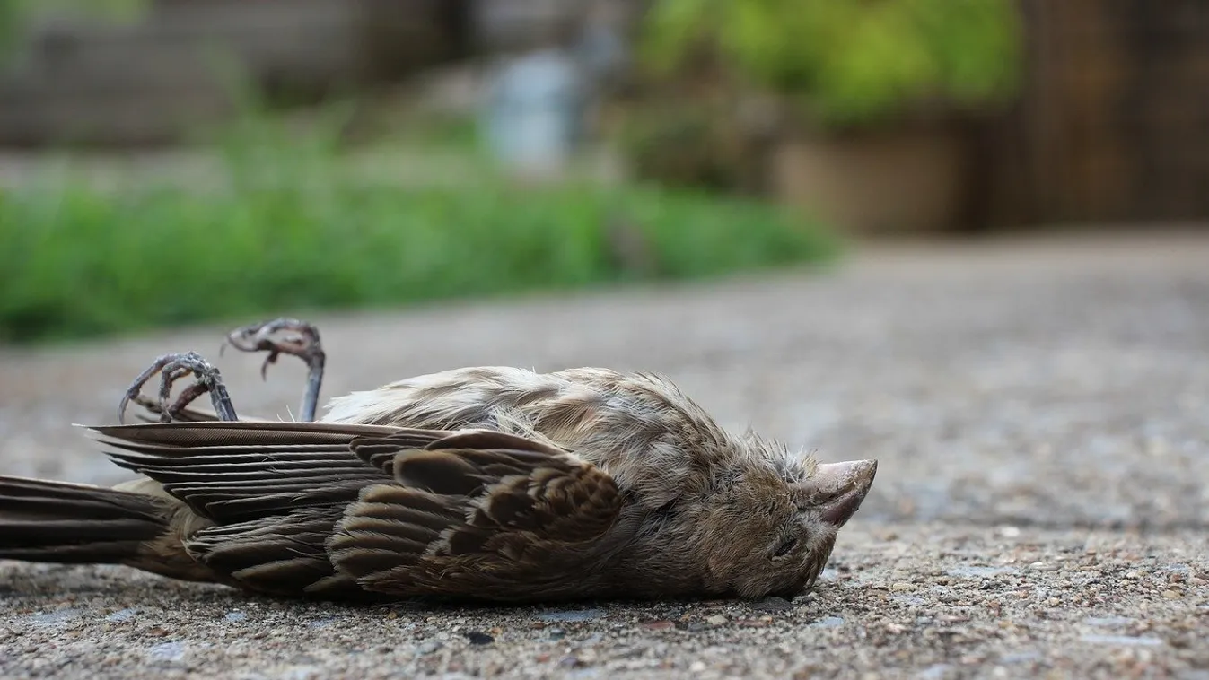 Tömegesen hullanak az égből a vándormadarak Amerikában