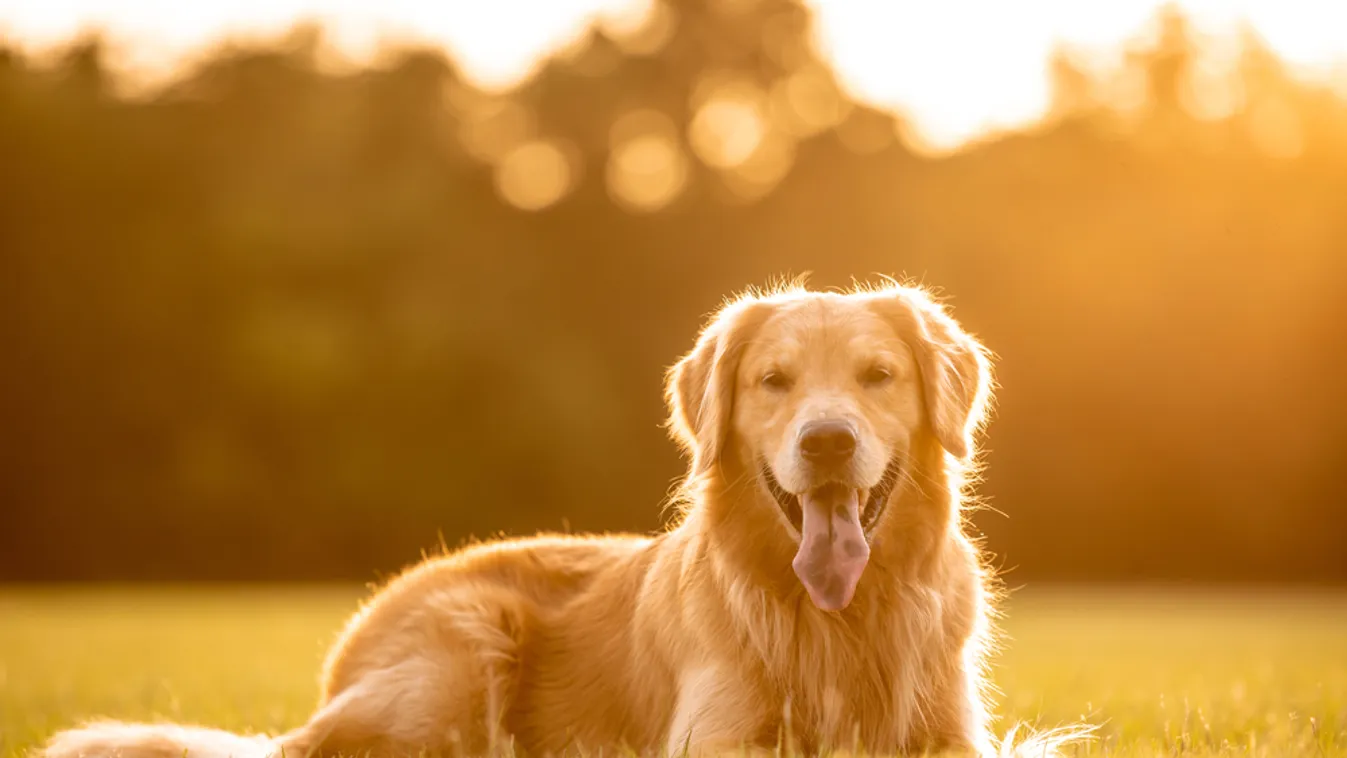 A megállíthatatlan retriever pillanatok alatt az internet sztárja lett