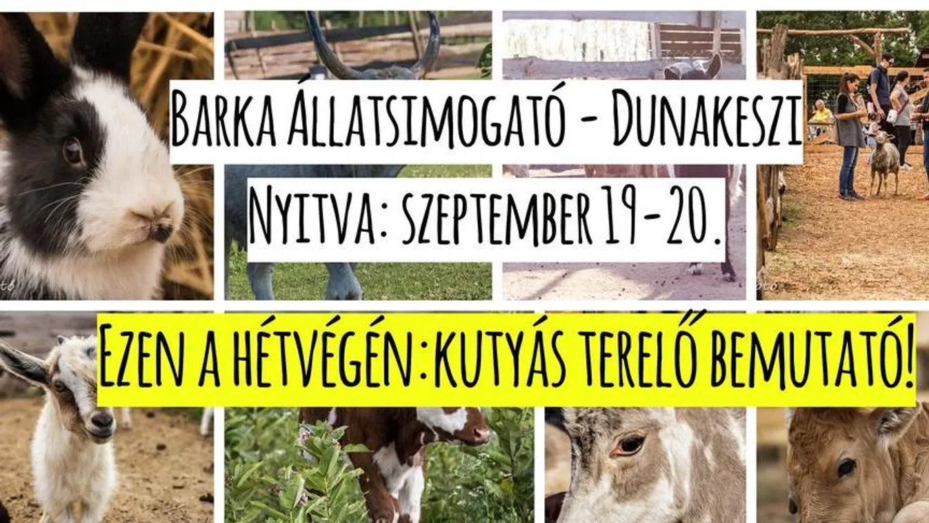 Dunakeszin a terelőkutyák és a birkák együtt mutatják meg, mire képesek