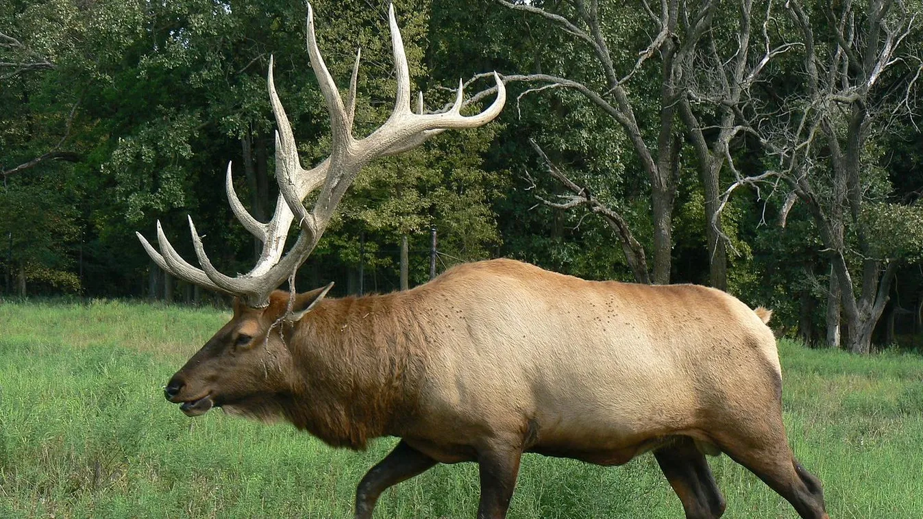 A Yellowstone figyelmeztette a látogatóit az agresszív szarvasbikák miatt