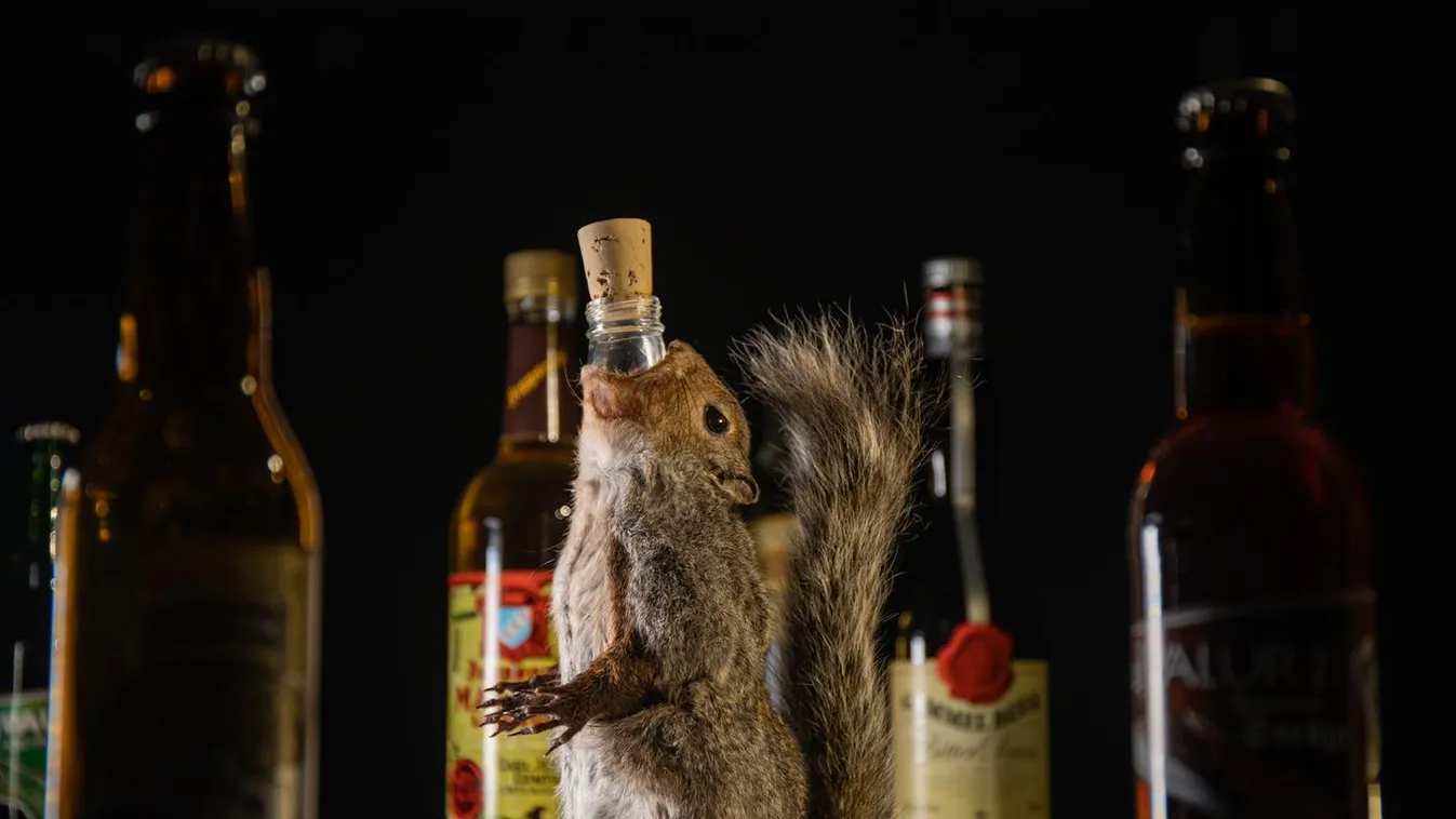 Kiállítják a világ legbizarrabb alkoholos italait