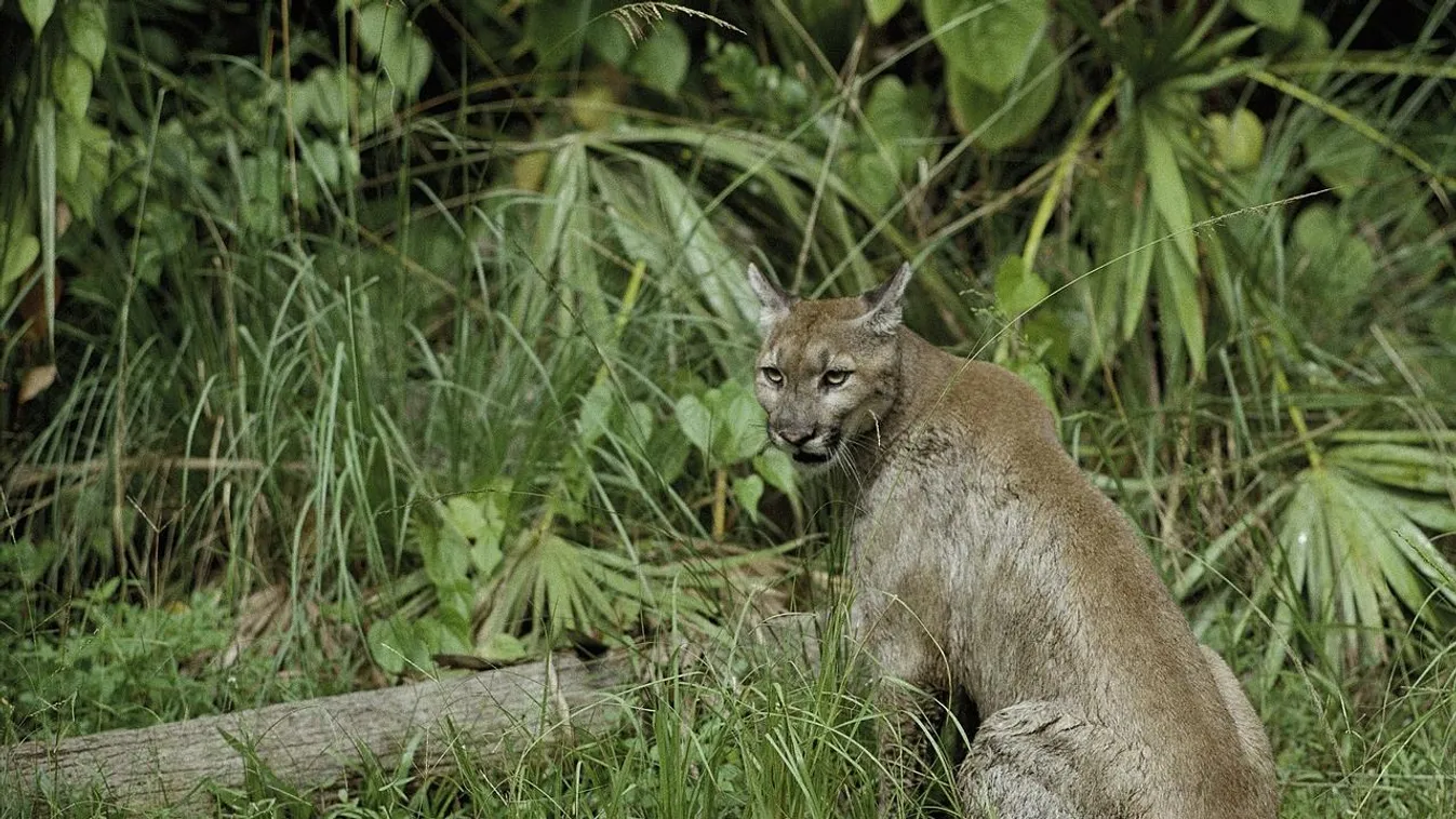 Egy túrázó félelmetes kalandba keveredett, amikor követni kezdte egy kölykeit féltő puma