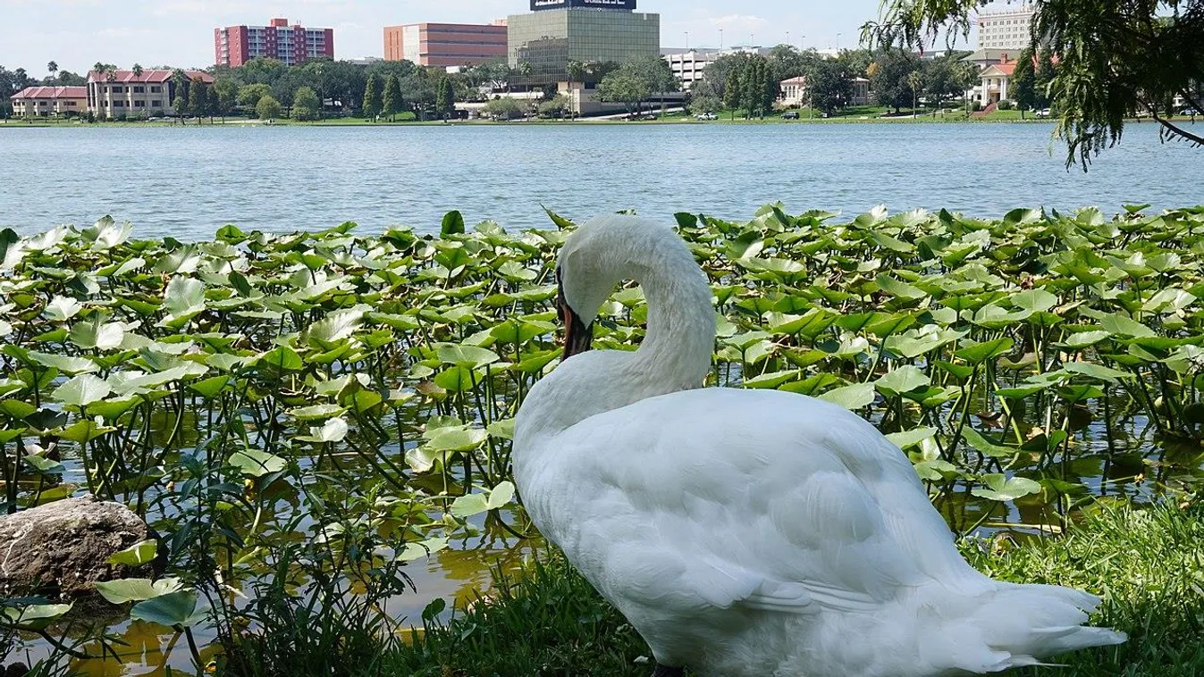 Floridában egy kicsit túl sok lett a királynő ajándékaiból