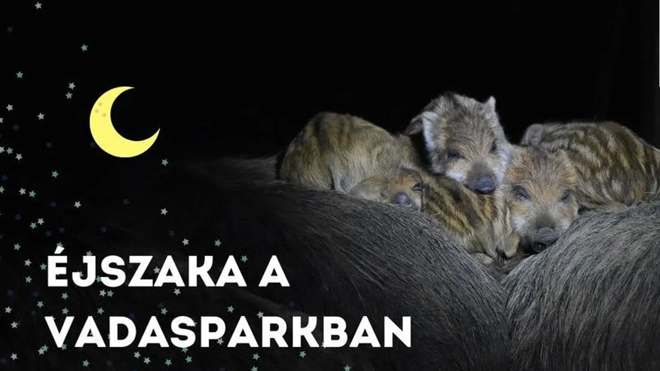 Éjszakai kalandtúrára indulhatnak a Budakeszi Vadasparkban
