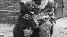 Gazdája nélkül vezette az expedíciót a hős kutya - Több száz torokgyíkos ember életét mentette meg Balto