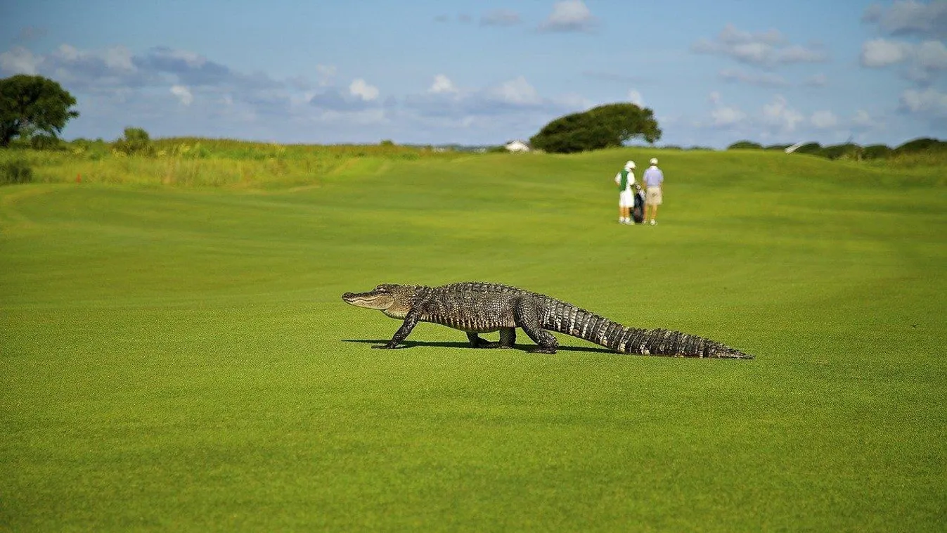 Néhány percre a Jurassic Parkban érezhették magukat a floridaiak
