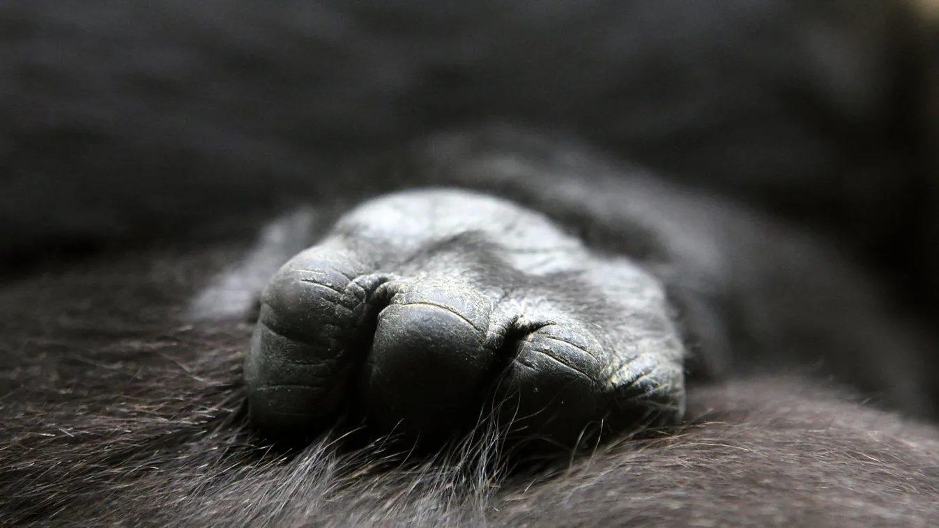 Imádnivaló gorilla kisfiú született a bostoni állatkertben