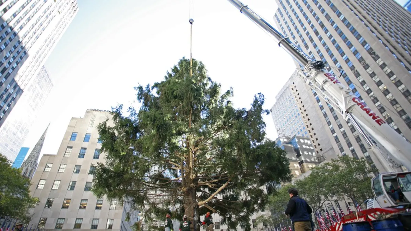 Apró baglyot mentettek ki a New York-i Rockefeller Center karácsonyfájának ágai közül